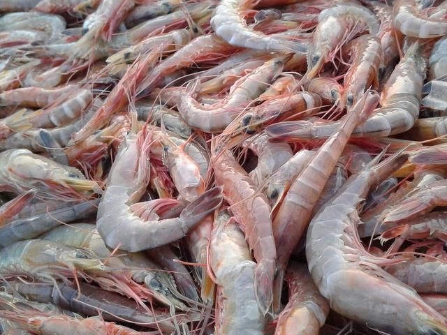 Jangan Dibuang Tak Banyak Yang Tahu Ternyata Kepala Dan Kulit Udang Mengandung Banyak Khasiat Salah Satunya Meningkatkan Imun Tubuh