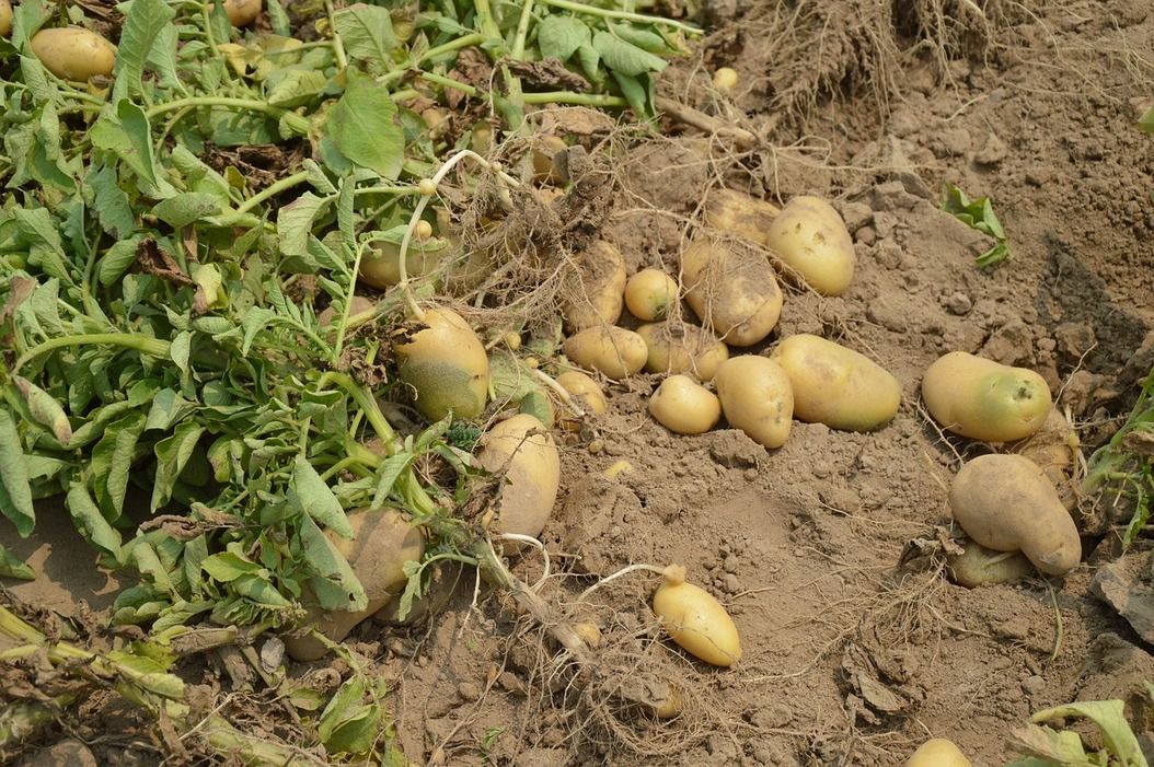 kentang berkembang biak dengan