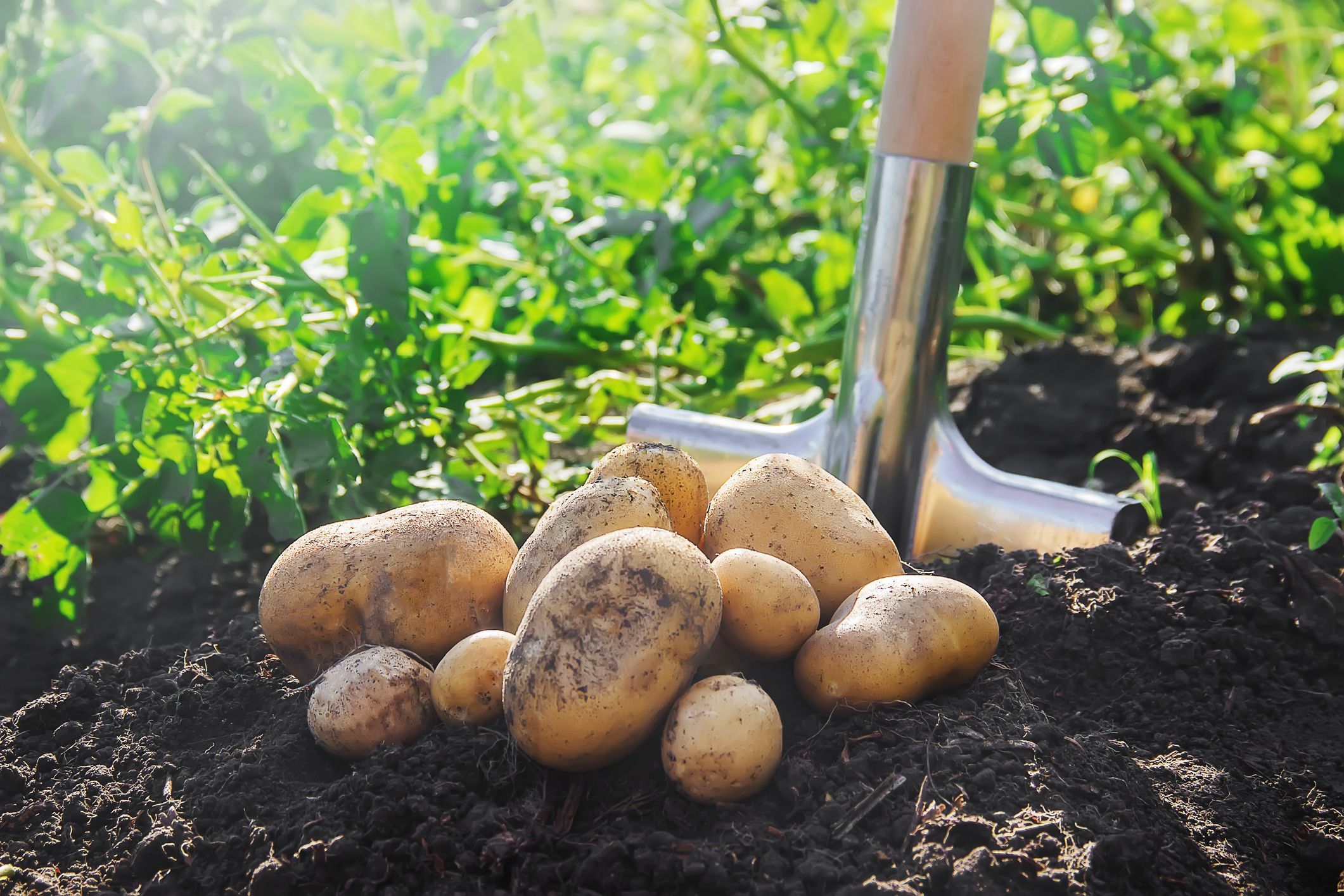 Perkembangbiakan bawang merah dan kentang dilakukan secara vegetatif alami dalam bentuk