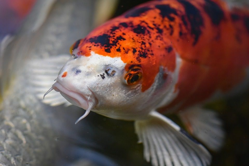 Arti Mimpi Melihat Banyak Ikan Koi Ini Sering Dikaitkan Dengan Perlambang Cinta Berikut Ini Arti Mimpi Melihat Ikan Koi Menurut Primbon Jawa Semua Halaman Suar Arti Mimpi Melihat Banyak Ikan Koi Ini Sering Dikaitkan Dengan Perlambang Cinta Berikut Ini Arti Mimpi Melihat Ikan Koi Menurut Primbon Jawa Semua Halaman Suar