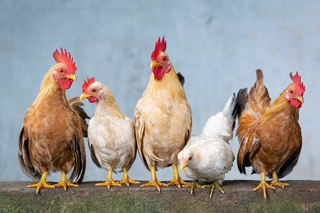 1000+ Gambar Hewan Ayam Jantan HD Terbaru
