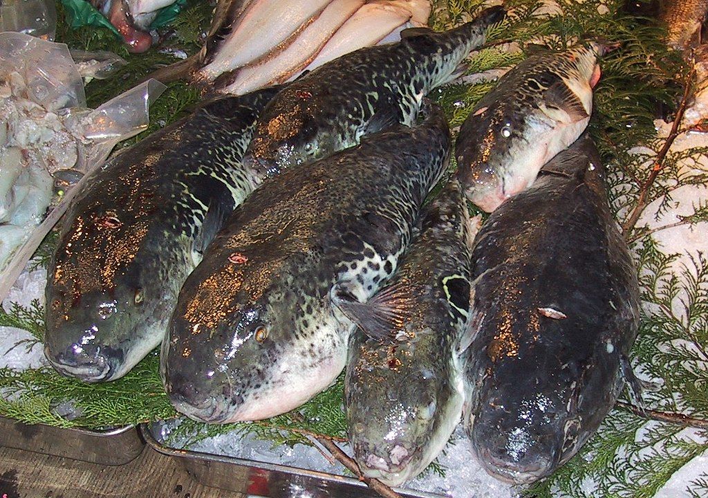 61+ Ikan Air Laut Konsumsi Gratis Terbaru