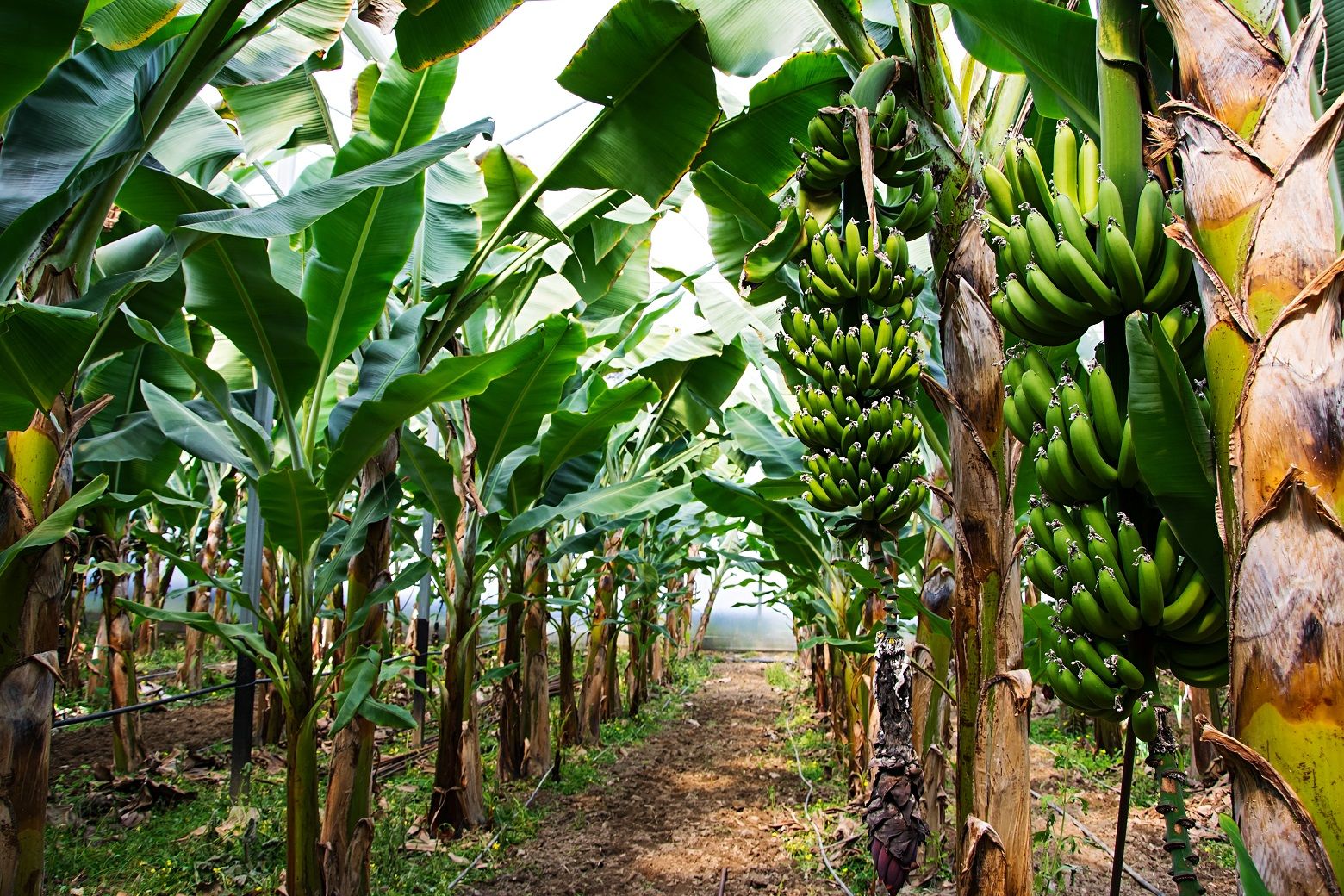 Pohon pisang adalah tumbuhan yang berkembang biak dengan