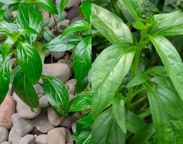 Daun Sambiloto Sudah Diteliti Ampuh Mencegah Dan Mengobati Malaria Semua Halaman Grid Health