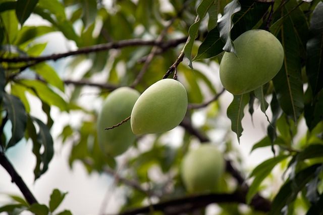 Macam Macam Tumbuhan Yang Berkembang Biak Dengan Biji Apa Saja Semua Halaman Kids