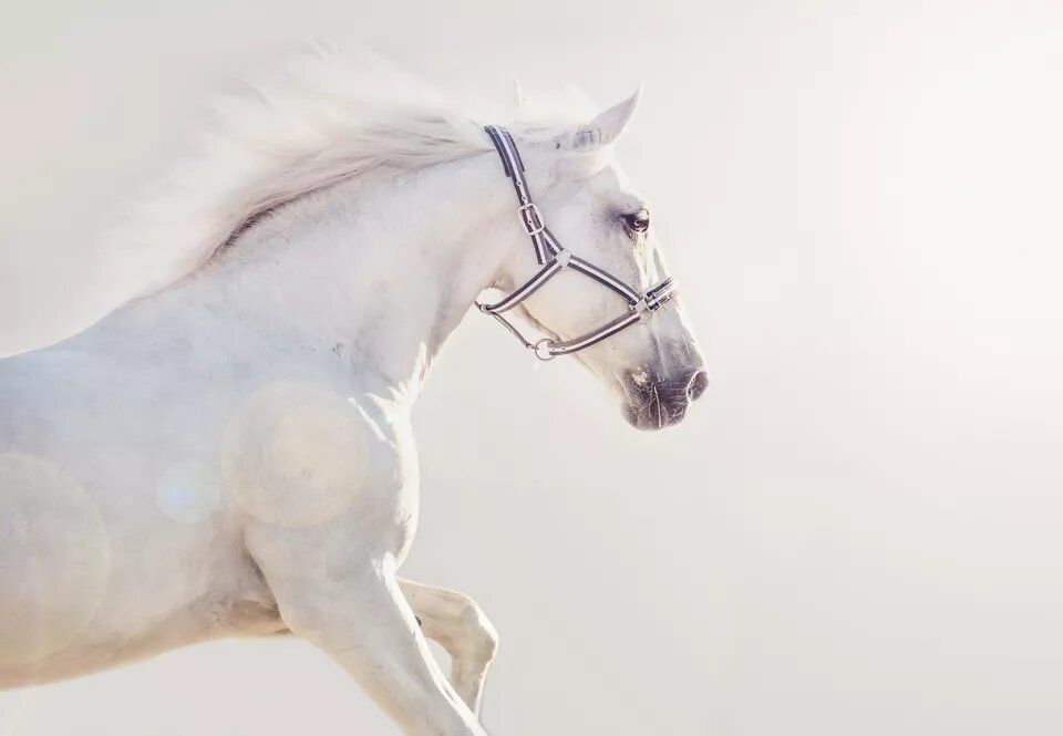 4 Shio Ini Kariernya akan Berjalan Mulus di Bulan