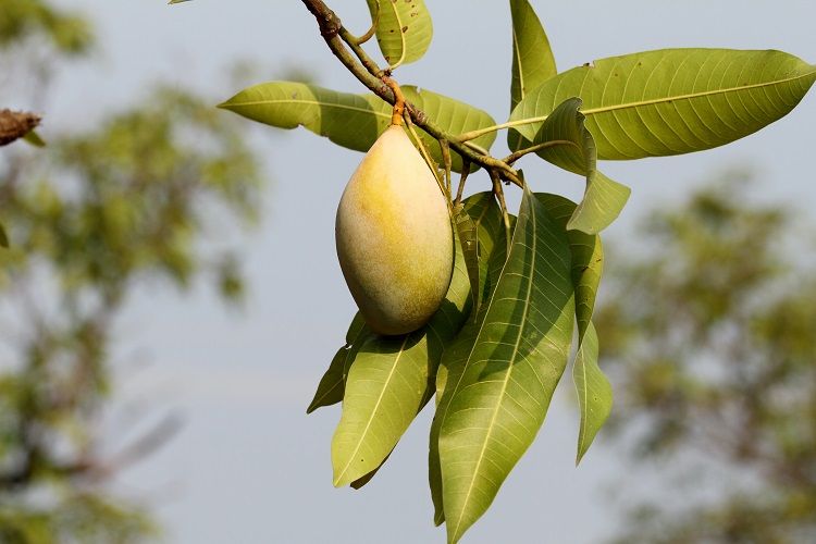 Arti Mimpi Memetik Buah Mangga Bisa Jadi Petaka Jika Begini Semua Halaman Hits Arti Mimpi Memetik Buah Mangga Bisa Jadi Petaka Jika Begini Semua Halaman Hits