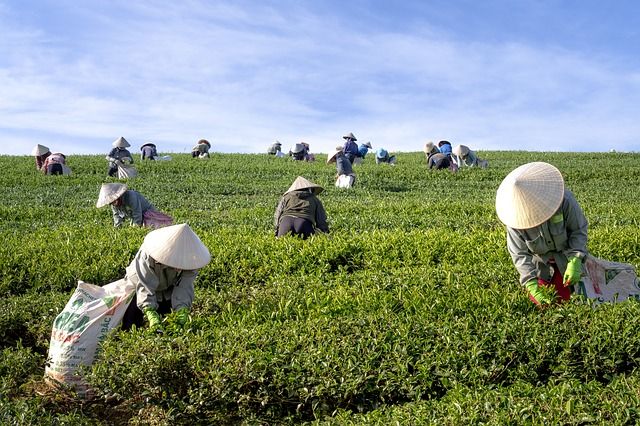 Apa yang dimaksud kegiatan ekonomi agraris berilah contohnya