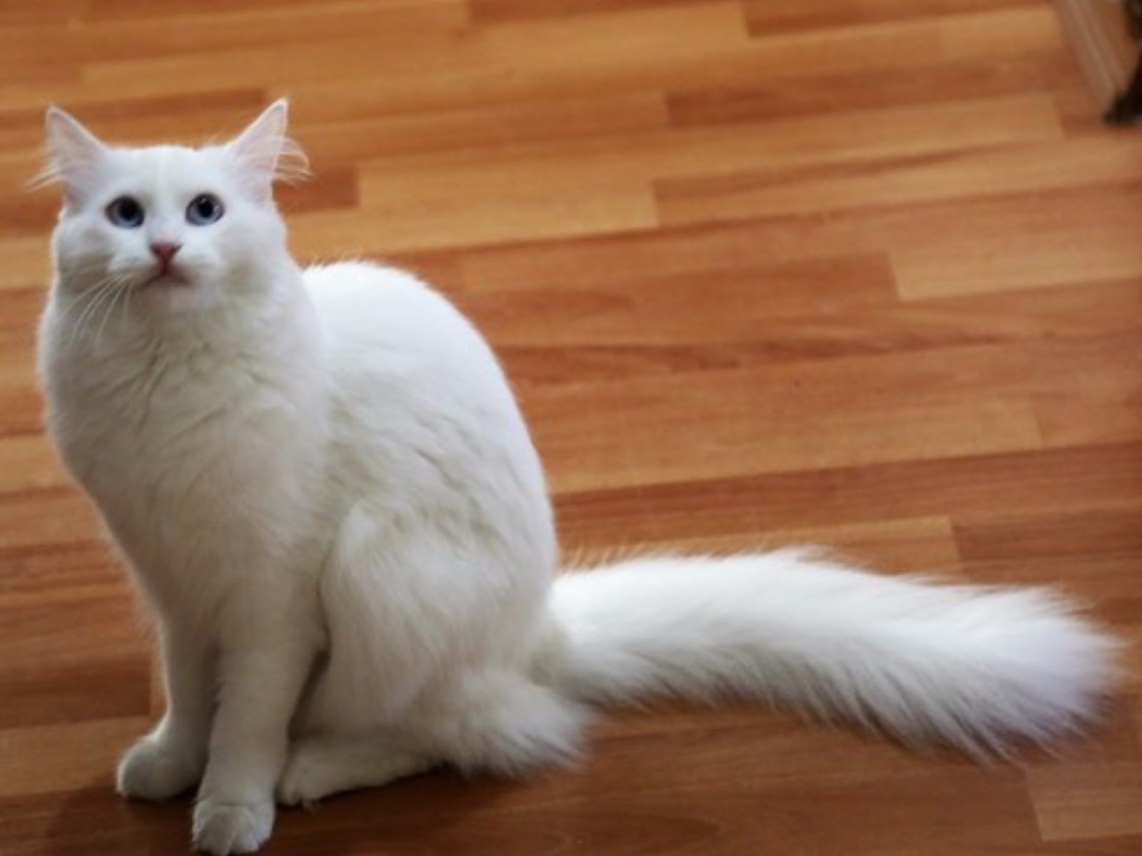 Cari Jawaban Soal Kelas 3 Sd Tema 1 Apa Kegunaan Ekor Pada Kucing Semua Halaman Bobo