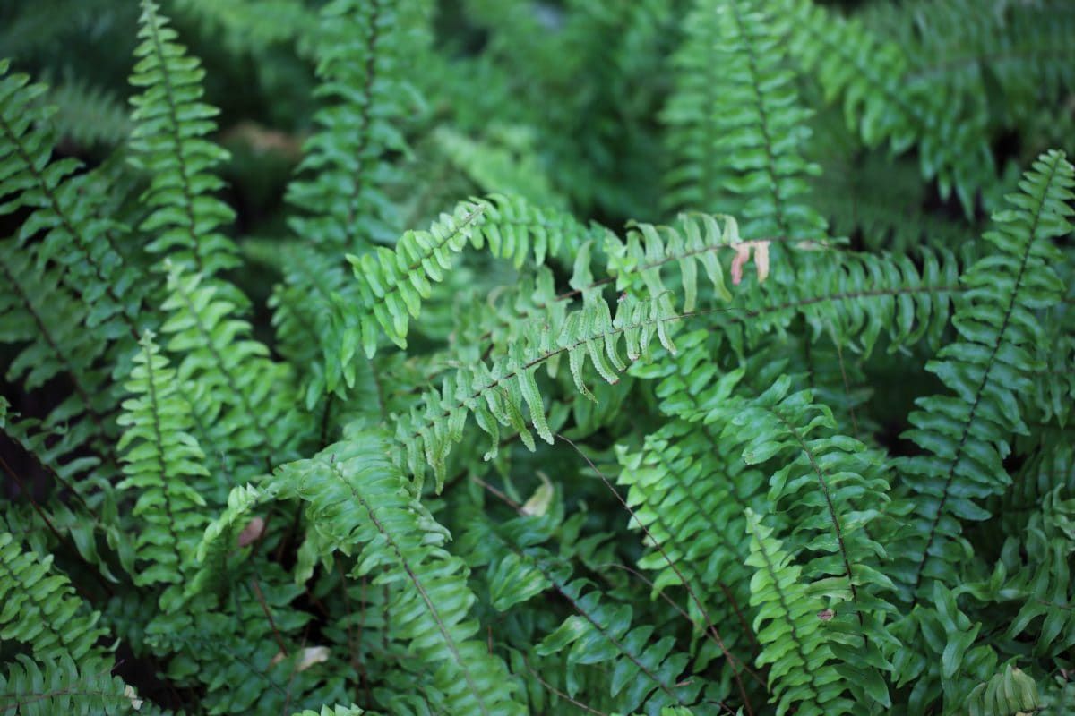 Contoh Contoh Tumbuhan Yang Berkembang Biak Dengan Cara Spora Semua Halaman Bobo Contoh Contoh Tumbuhan Yang Berkembang Biak Dengan Cara Spora Semua Halaman Bobo