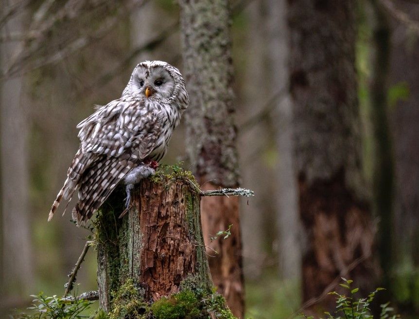40 Koleksi Gambar Burung Hantu Gratis Terbaik