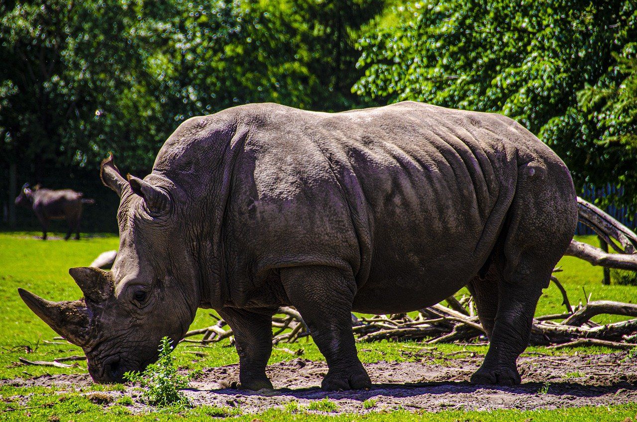 Страна носорогов. Носорог. Зеленый носорог. Летающий носорог. Носорог фото.