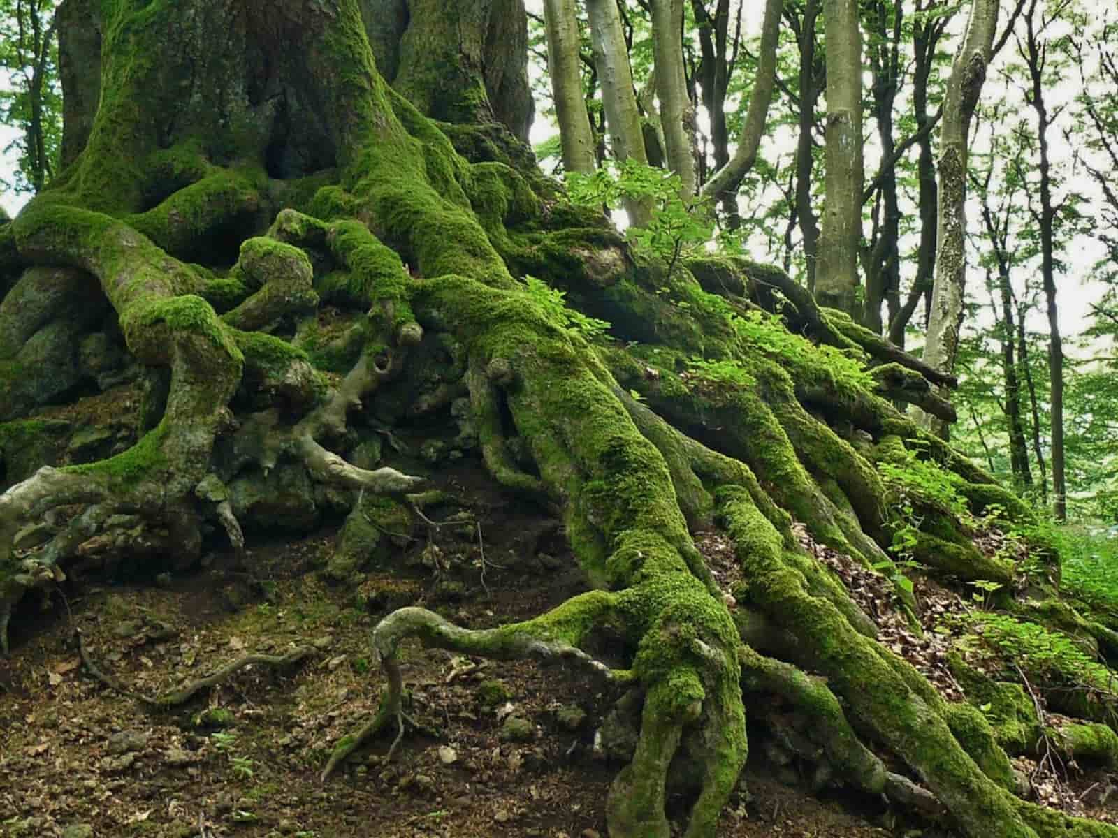 Air dan mineral masuk ke akar secara