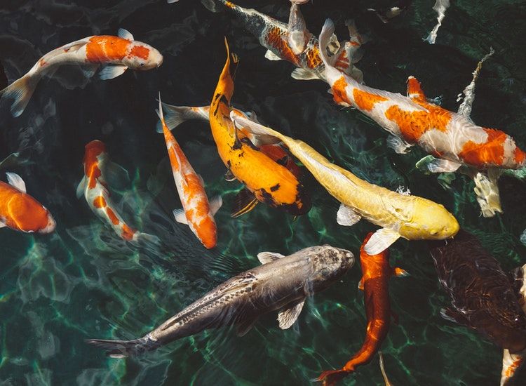 Ikan Yang Membawa Rezeki