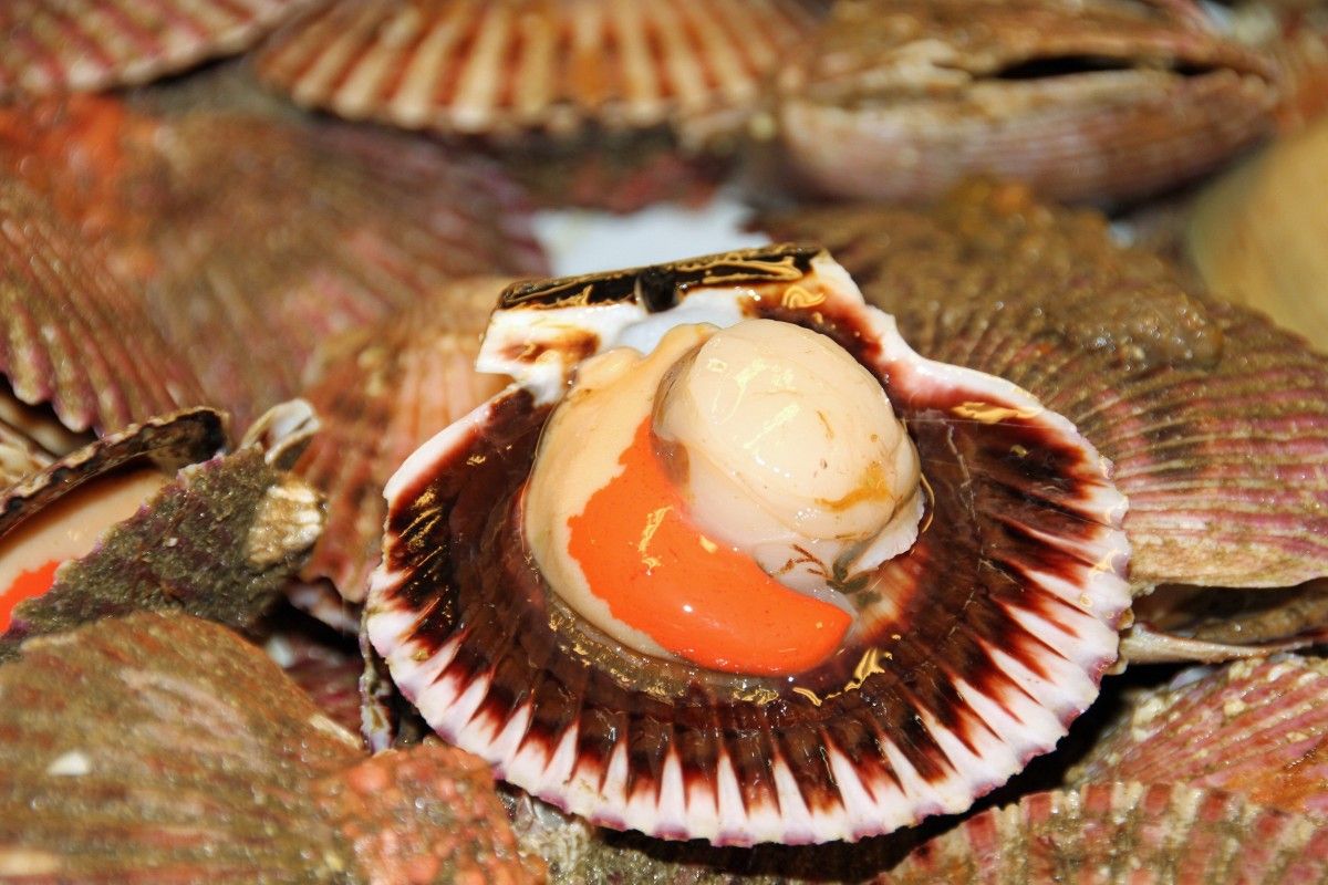 Jangan Lagi Pilih Kerang Dengan 7 Ciri Ini Sudah Tak Layak Konsumsi Dan Bisa Berbahaya Untuk Tubuh Semua Halaman Bobo