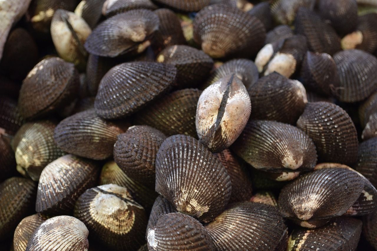 Macam Mana Nak Tau Kerang Segar NinatuEspinoza