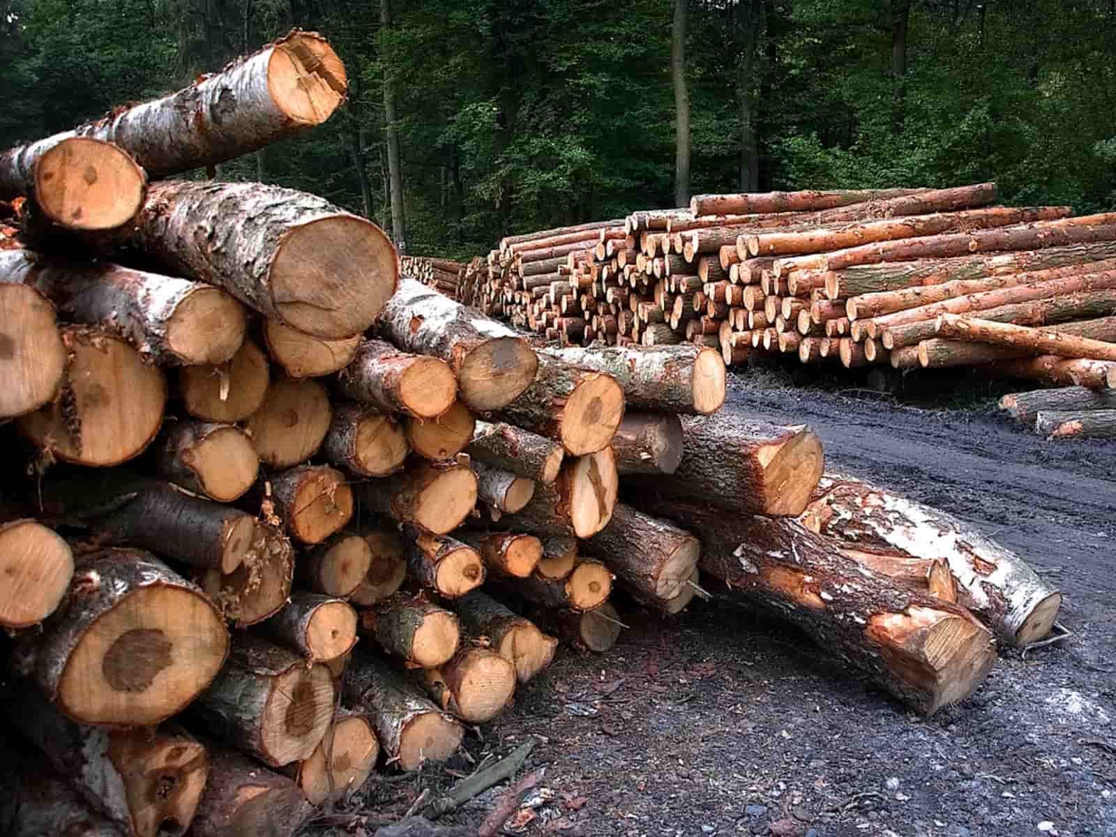 Penebangan hutan