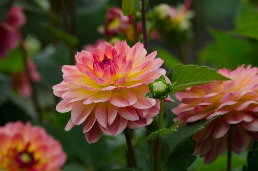 Mengenal Bunga Dahlia Bunga Nasional Meksiko Lambang Kehormatan Dan Kesabaran Semua Halaman Kids