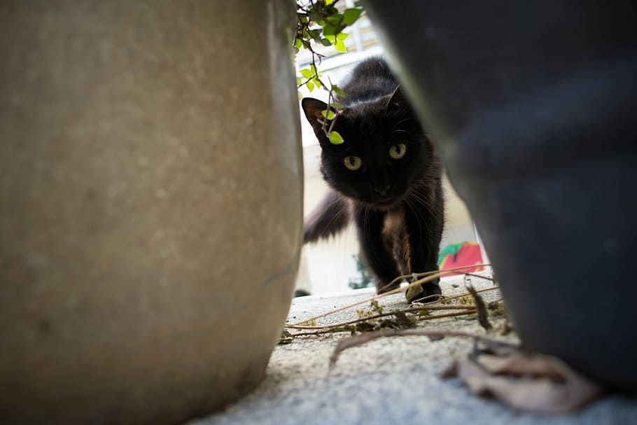Pencinta Kucing Wajib Tahu, Ini 5 Cara Mencari Kucing Hilang atau 