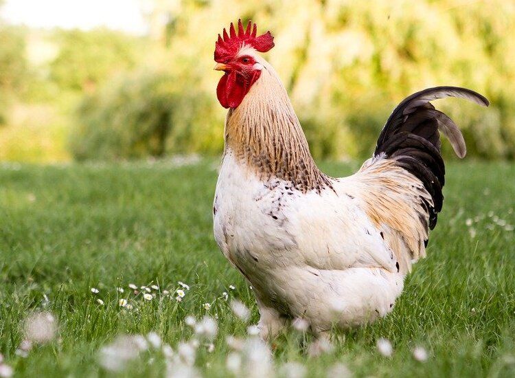 50 Contoh Gambar Hewan Ayam Terbaru