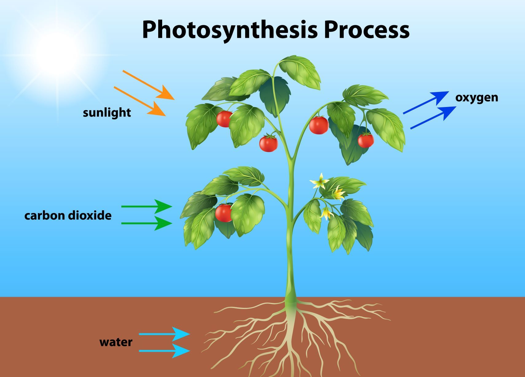 Jelaskan fungsi organ vegetatif dari tumbuhan yang anda amati