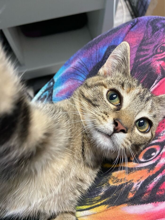 Bikin yang Lihat Jadi Gemas, Begini Gaya Kucing yang Sedang Foto 
