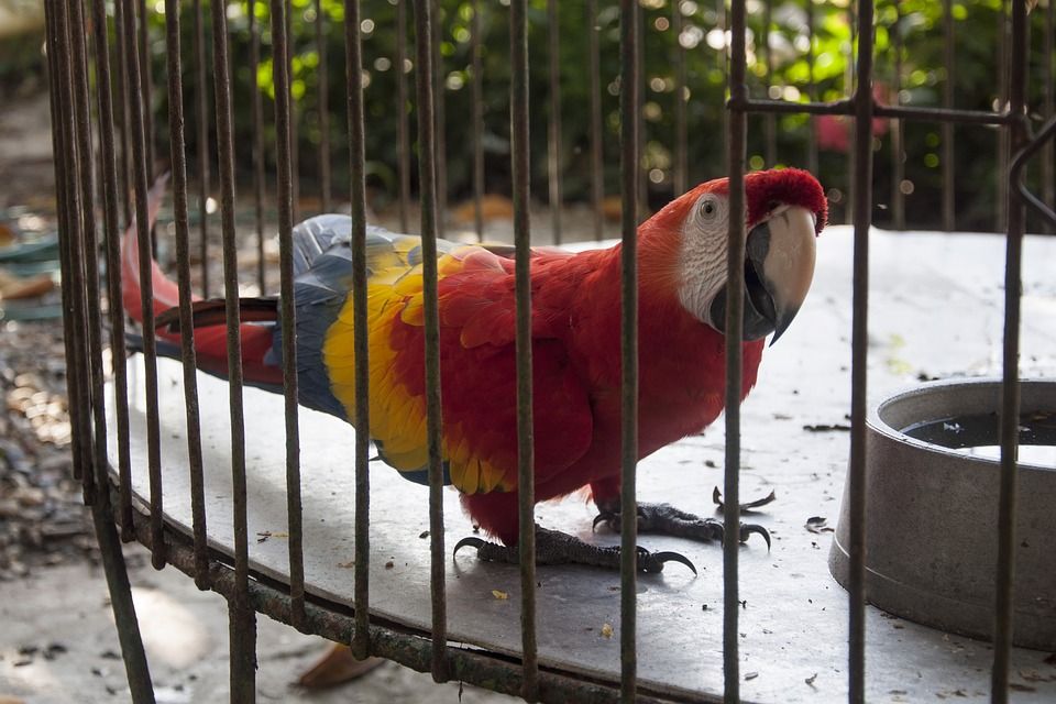880 Koleksi Gambar Burung Dalam Sangkar Gratis