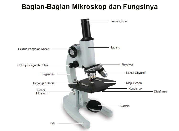 Penjelasan Lengkap Bagian-Bagian Mikroskop dan Fungsinya - Semua Halaman -  Bobo