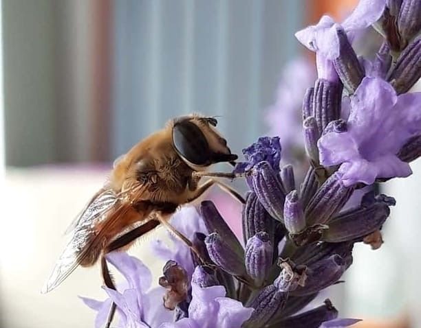 Pola interaksi antara bunga dan lebah adalah simbiosis