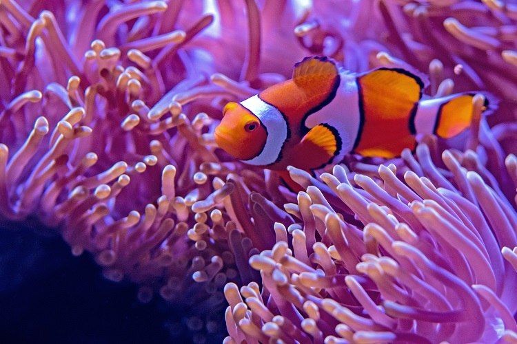 670 Koleksi Ikan Hias Air Laut Yang Gampang Dipelihara Gratis Terbaik