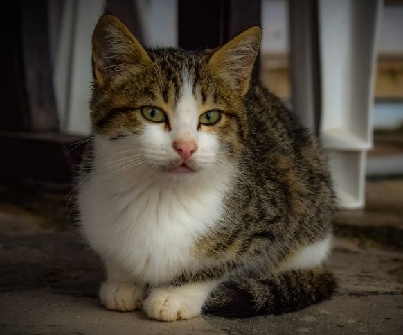 Perbezaan harimau dan kucing