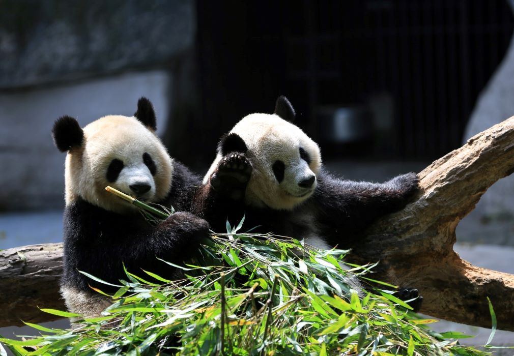 5 Jenis Beruang yang Terkenal di Dunia, Ada Panda hingga Beruang Madu -  Semua Halaman - Bobo