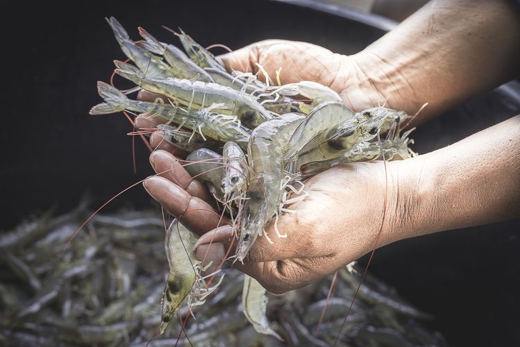 Arti Mimpi Panen Banyak Udang Pertanda Ada Anugerah Dari Tuhan Keberuntungan Ini Yang Akan Terjadi Arti Mimpi Panen Banyak Udang Pertanda Ada Anugerah Dari Tuhan Keberuntungan Ini Yang Akan Terjadi