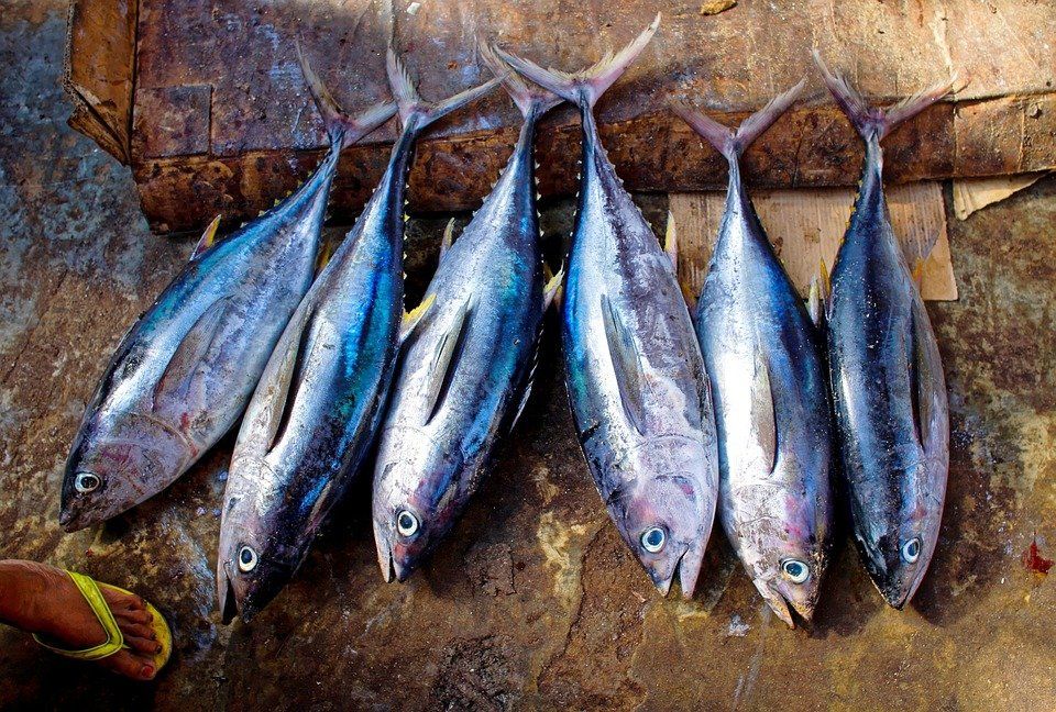 Perlu Diketahui, Ini Ikan Tinggi Merkuri yang Berbahaya Bagi Kesehatan -  Semua Halaman - Kids