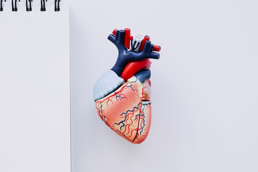 Ternyata Jantung Berdetak Sebanyak 100 000 Kali Sehari Ini 5 Fakta Menarik Detak Jantung Manusia Semua Halaman Bobo