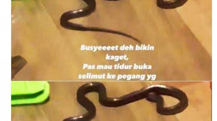 ular tedung selar berdiri