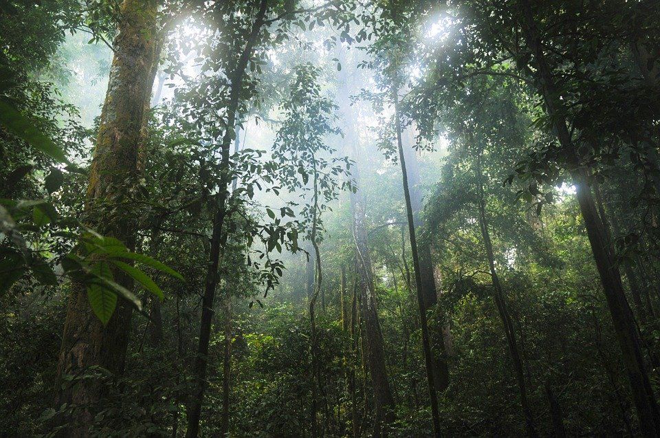 Daerah penghasil hutan terbesar di indonesia