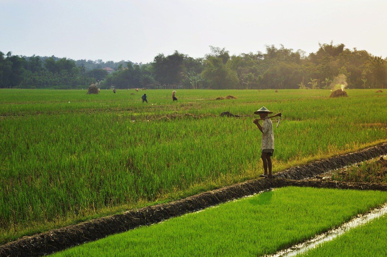 Strategi yang dilakukan pemerintah dalam upaya mengembangkan agrikultur di indonesia dengan cara men