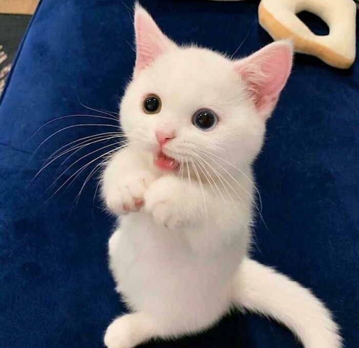 93 Wallpaper Kucing Kecil Lucu Images & Pictures - MyWeb