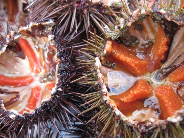 bulu babi makanan
