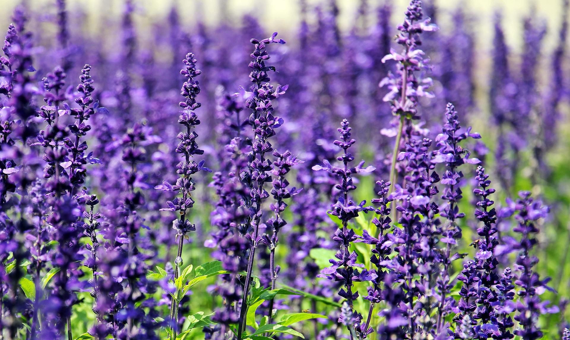 Lavender, Tanaman Berkhasiat yang Dimanfaatkan Sejak Ribuan Tahun Lalu - Semua Halaman - National Geographic