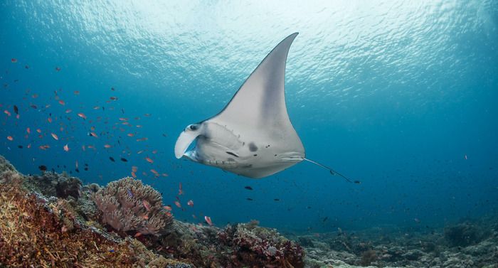 Rentannya Pari Manta Taman Nasional Komodo karena Terbuai Pariwisata - Semua Halaman - National Geographic