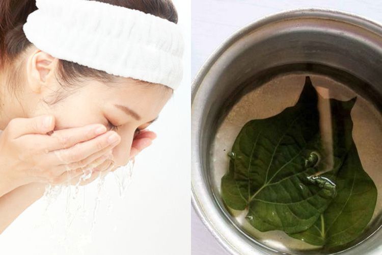 manfaat daun sirih hijau segar, menyoroti tekstur dan warna alami yang kaya, simbol khasiat herbal tradisional