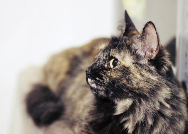 Kenalan dengan Kucing Tortie, Kucing dengan Warna Bulu yang Unik - Semua  Halaman - Kids