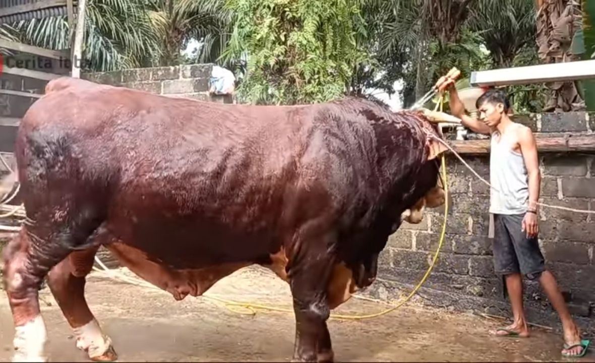 Potret Jabal sapi Jokowi yang beratnya mencapai 1 Ton