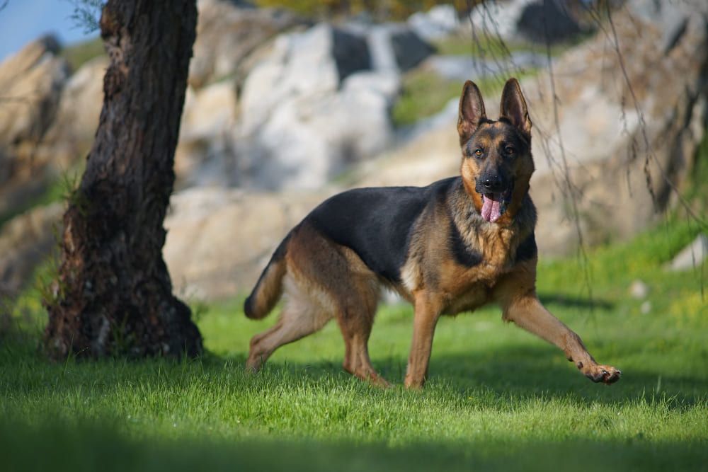 Anjing German Shepherd
