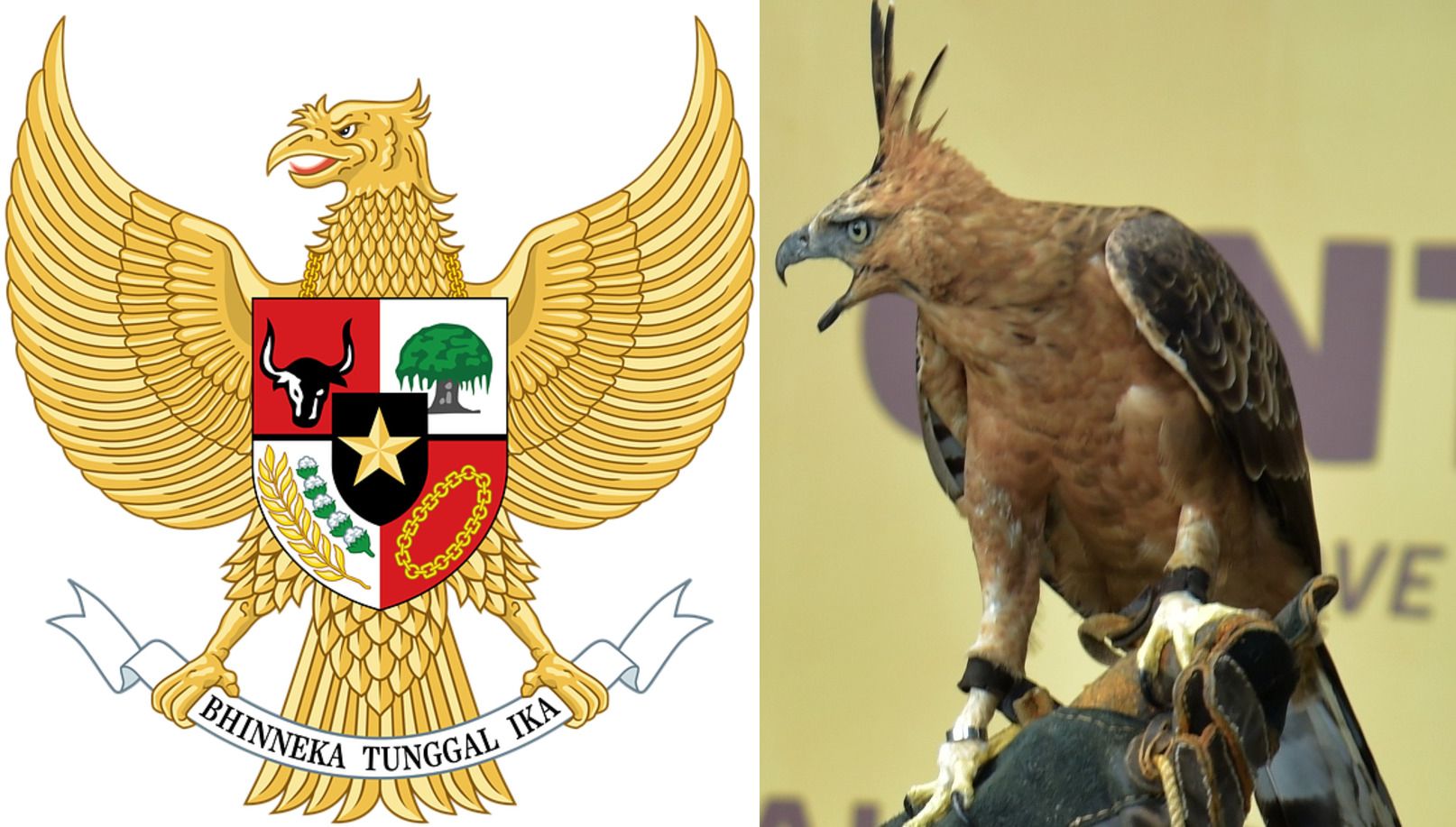 Menjadi Simbol Negara Indonesia, Apakah Burung Garuda Itu Nyata? - Semua  Halaman - Bobo