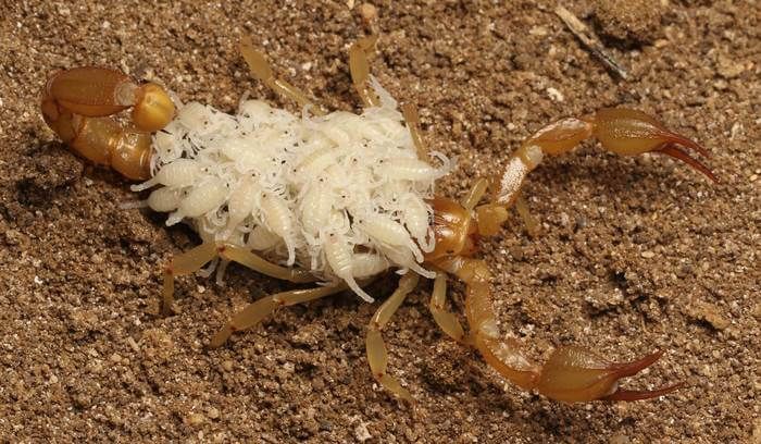 Dunia Hewan: Dua Pelajar di AS Menemukan Dua Spesies Baru Kalajengking -  Semua Halaman - National Geographic