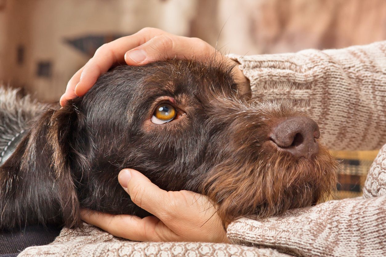 Jangan Panik, Anjing Kesayangan Diare? Segera Lakukan Cara Ini - Semua  Halaman - Nova