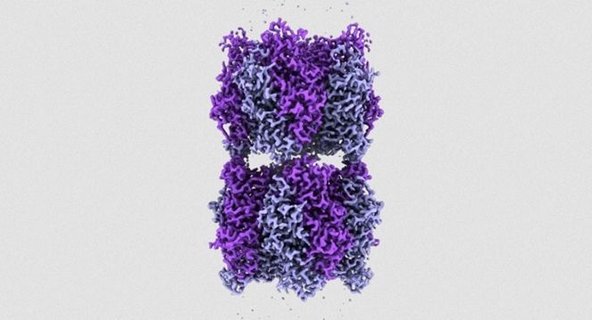 Apa Itu Enzim Rubisco